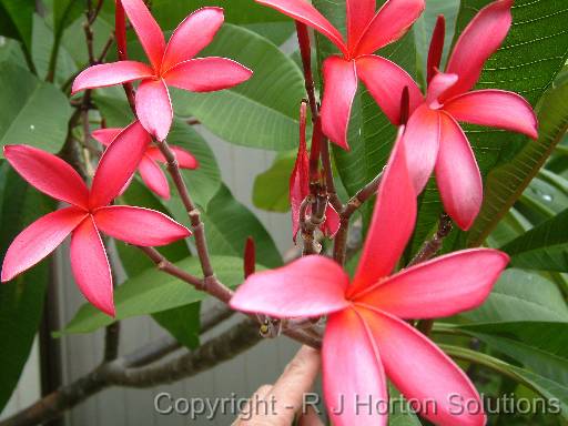 Frangipani Red 